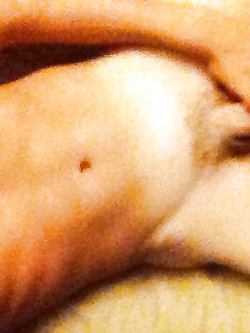 Ragazzo bull si diverte a fotografarsi (about me)