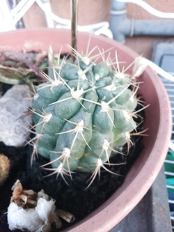 spinoso