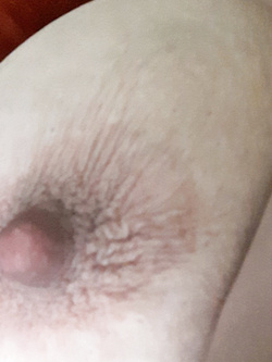 Capezzolo porcello...