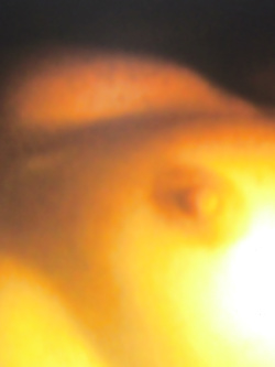 la mia donna