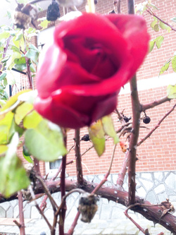 Fiori
