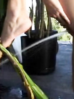 pissing della milfona...