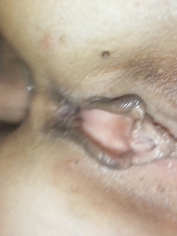 Amica inculata