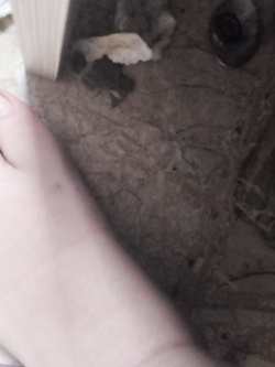 I piedi