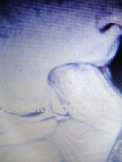 Mone la cagna pugliese