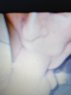 Mone la cagna pugliese