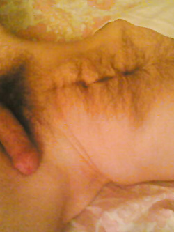 cerco porca