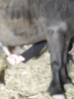 ANTONELLA E LE SUE FANTASIE