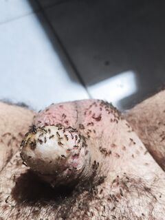 Formiche amiche sul mio cazzo sottomesso